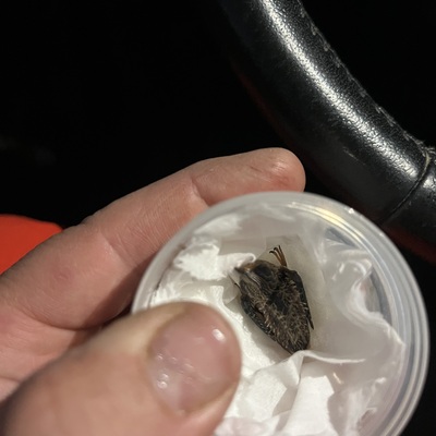 The tiniest patient of 2025 - a baby hummingbird.