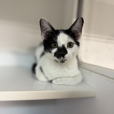 William is available for adoption!