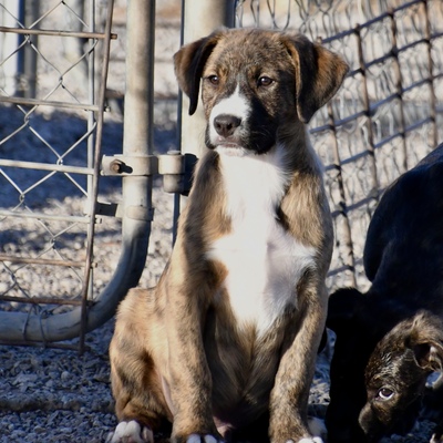 Available for adoption!
