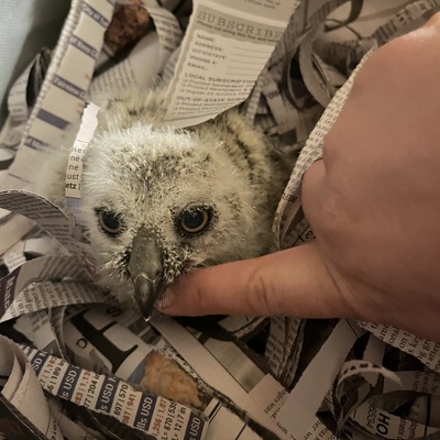 We worked hard this year to stabilize and then put the majority of baby owls back in the nest.