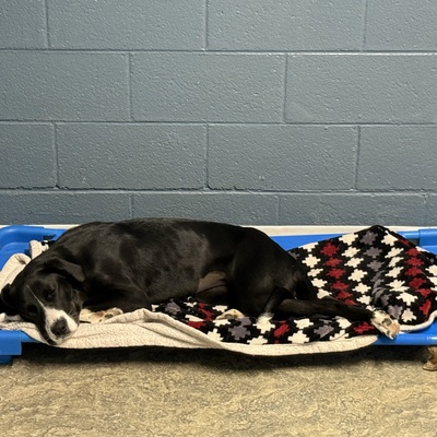 Nirvana is available for adoption!