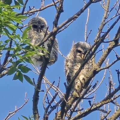 A pair of baby barred owlets we put back in their nest. Silly birds thought they could fly!