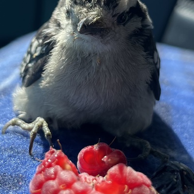Birds of all shapes and sizes called the ARC home. The smallest was a freshly hatched hummingbird!