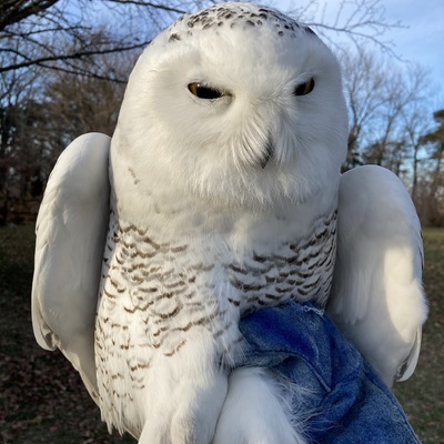 Rescue of a migrating snowy owl.
