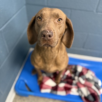 Pauly is available for adoption!