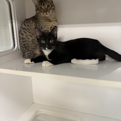 Available kittens!