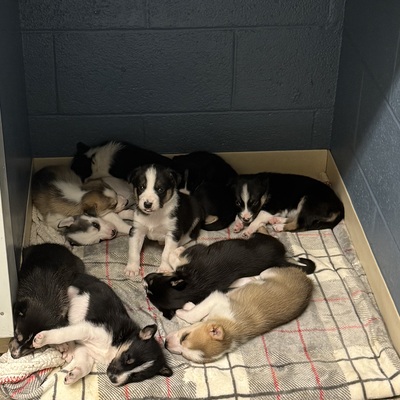 Aussie mix pups waiting to be adopted!