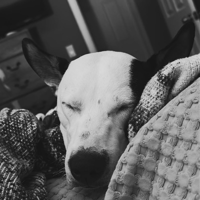 Amos is so loved in his foster home!