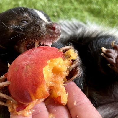 Ambassador Penelope LOVES fresh peaches. ARC Wild grows much of its fresh food