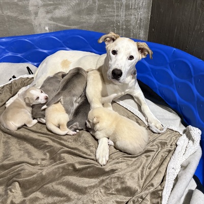 Available mama and pups!