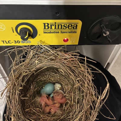 ARC Wild continually educates themselves on new techniques like hatching eggs to successful release!