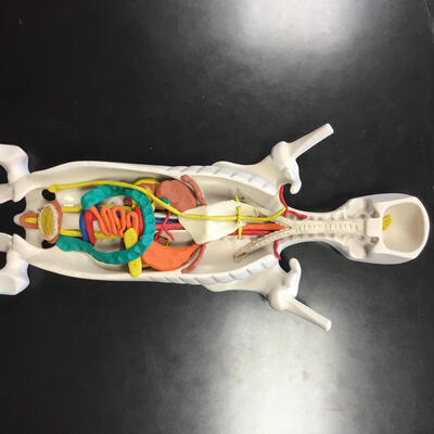 Skeleton models