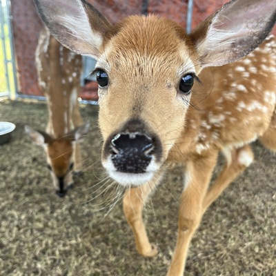 One of the many baby deer we successfully adopted into existing herds, proving it can be done!