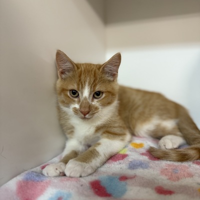 Just adopted!