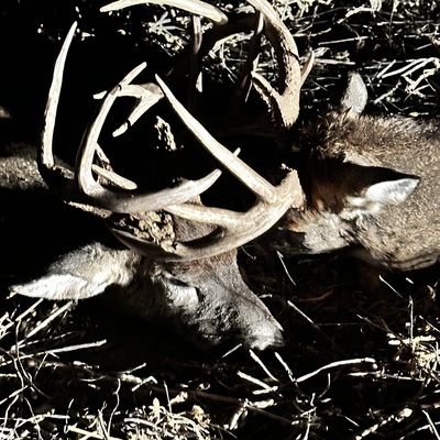 A late night call to rescue a buck who was dragging another after they locked antlers. One was saved