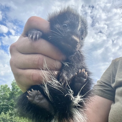 ARC Wild loves little stinkers!