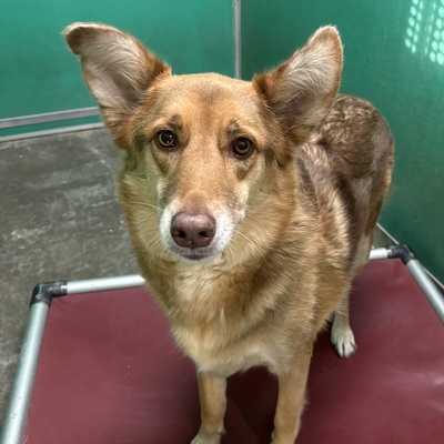 Rune is available for adoption!