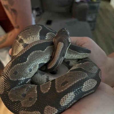 ARC Wild was gifted a number of new animal ambassadors including Bella, the ball python