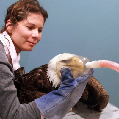 ARC Wild caring for an eagle who'd been hit by a car.