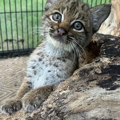 It was the year of the Bobcat at ARC Wild!