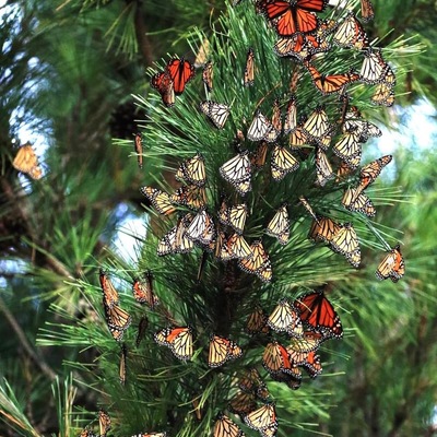 Monarch migration tagging program