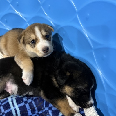 Shep/Husky mix pups available for adoption!