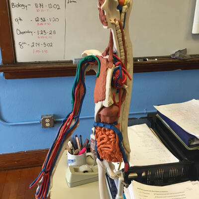 Skeleton models