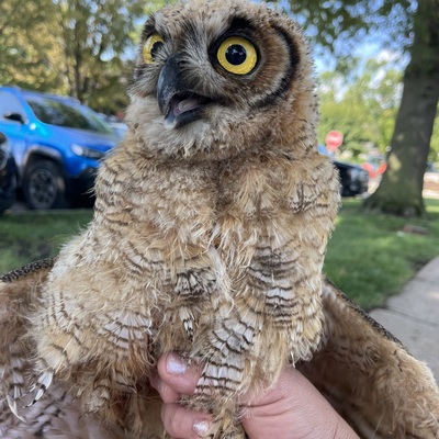 A great horned owlet waiting to be returned to its nest as it's parents threatened us from above