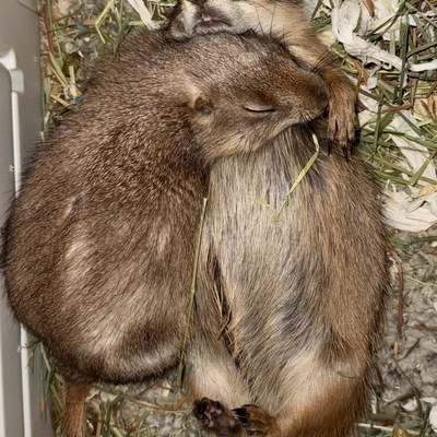 Groundhogs were a first for ARC Wild in 2025. "Living the rough life"