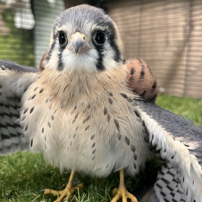 The American Kestrel is one of our favorite raptors. This one came in as a baby and was released