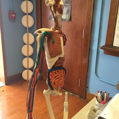 Skeleton models used in Anatomy class