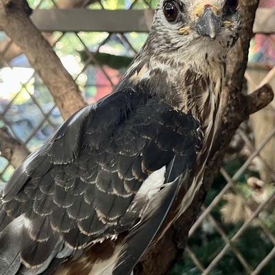 This Mississippi Kite remains at the ARC as it regrows feathers damaged by poor diet and caging.
