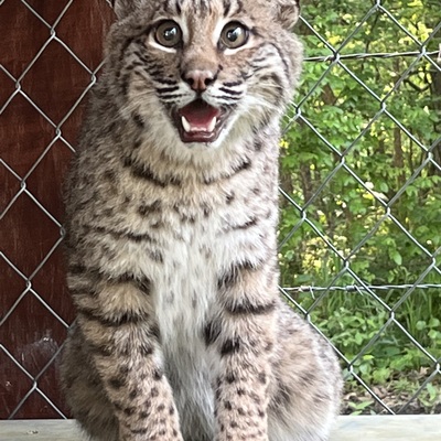 Independence Day photo for just one of the bobcats we raised and returned to the wild.