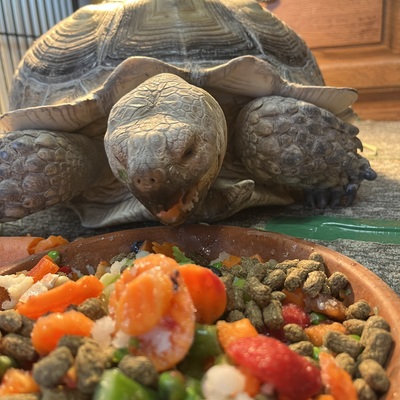 Animal Ambassador Squash was abandoned on a highway in Missouri.