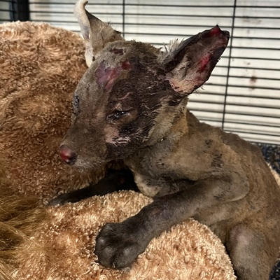 Baby fox was the victim of a brush pile fire. It survived and was returned to it's mother.