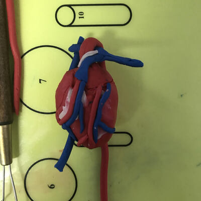 skeleton models for Anatomy class