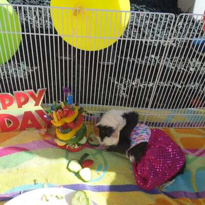 Smore's Birthday