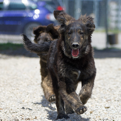 Available for adoption!
