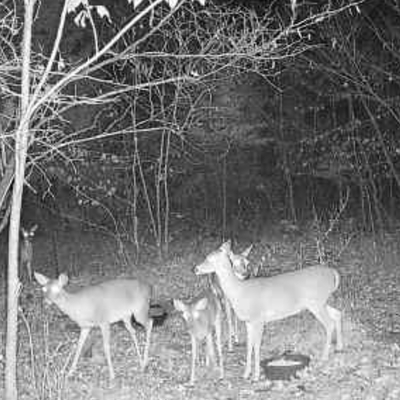 We are a research facility. Our current project? Proving baby deer can be adopted into other herds